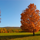 Illustration for article titled Shooting Challenge Fall Leaves Gallery 8